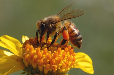 honeybee_genehanson